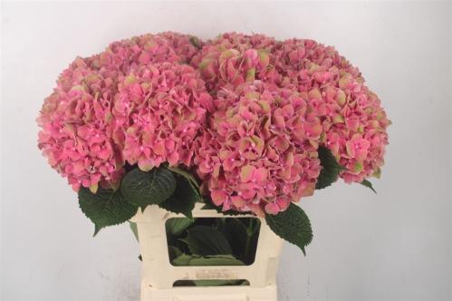 Hydrangea macrophylla Sweet Esperance