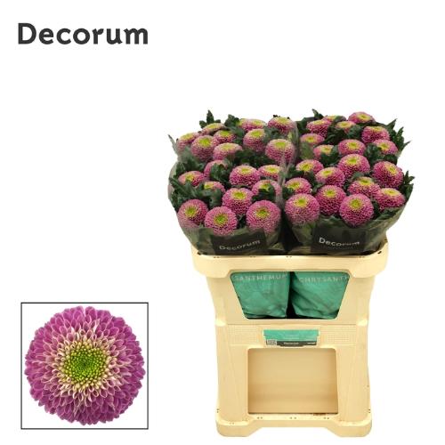 Chrysanthemum (Indicum Grp) geplozen Souvenir