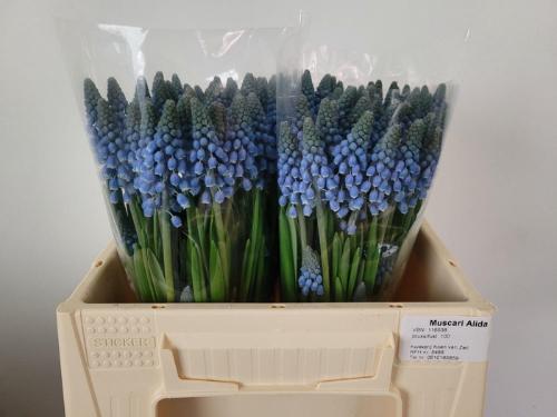 Muscari 'Alida'