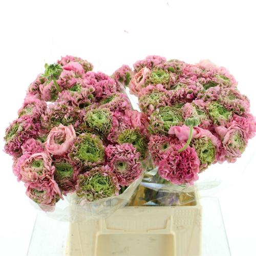 Ranunculus asiaticus 'Pon-Pon Hermione'
