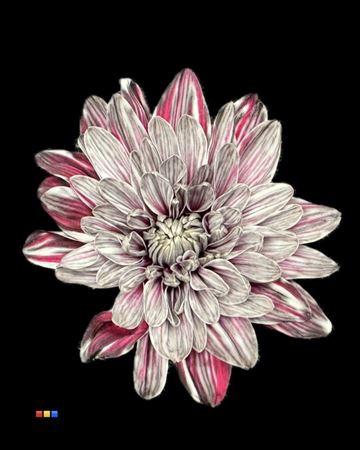 Chrysanthemum Indicum Grp tros kas kleurbehandeld H%
