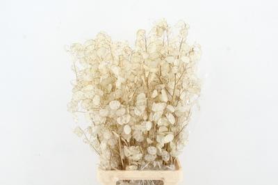 Lunaria annua (groene penning)