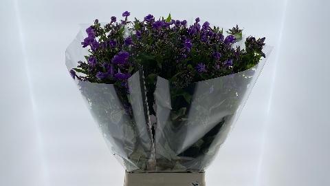 Phlox Paniculata Grp 'Crissy'