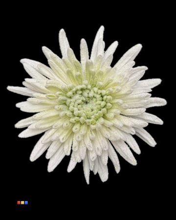 Chrysanthemum geplozen kas kleurbehandeld H%