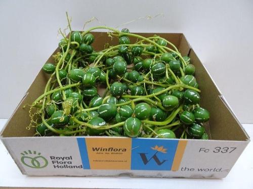 Diplocyclos palmatus