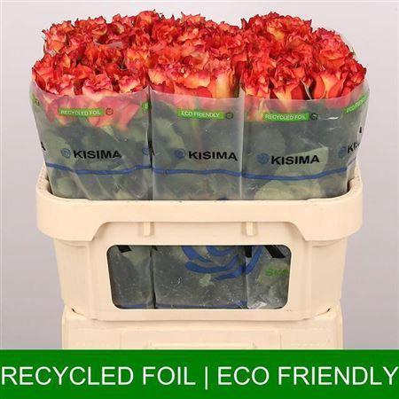 Rosa grootbloemig Free Spirit