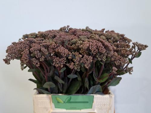 Sedum 'Matrona' 