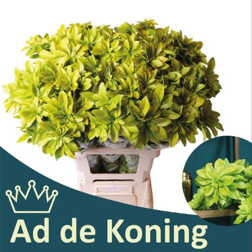 Choisya ternata 'Lich'