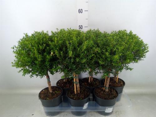 Myrtus communis