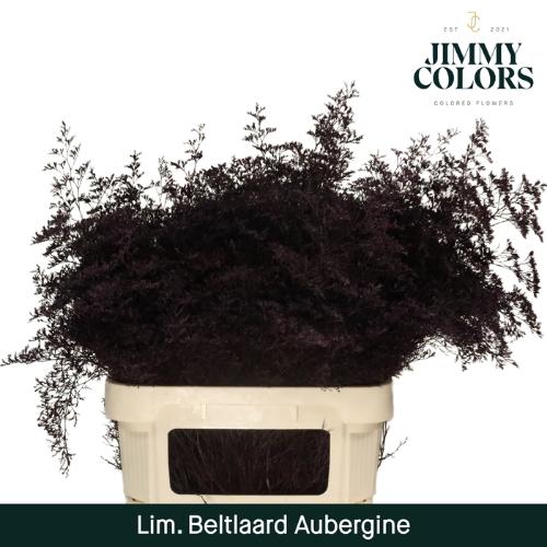 Limonium overig kleurbehandeld H%