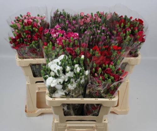 Dianthus tros Solomio gemengd in fust