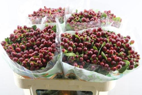 Hypericum x inodorum Magical Seasons