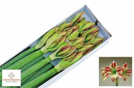 Hippeastrum Galaxy Grp 'Ambiance'