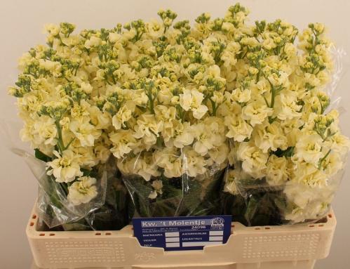 Matthiola incana StoX Yellow