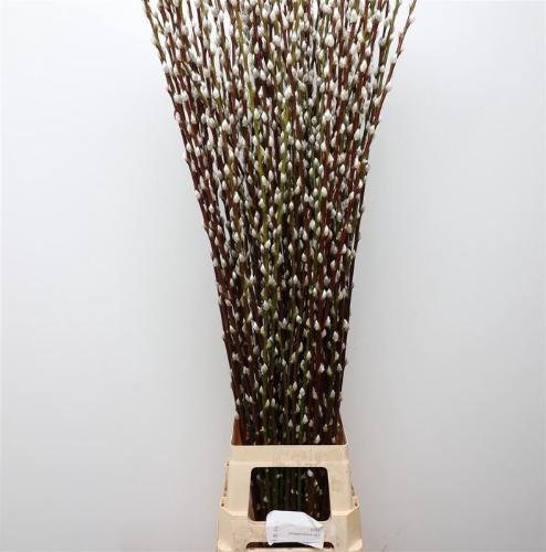 Salix caprea 'Snow Flake'