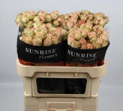 Rosa tros Azore