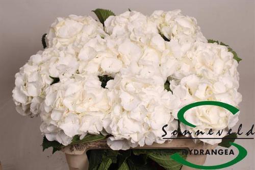Hydrangea macrophylla Noordpool