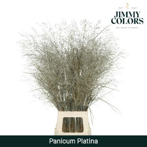 Siergras kleurbehandeld H%