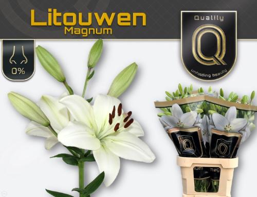 Lilium Longiflorum x Aziatische Grp 'Litouwen'