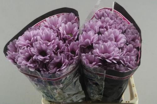 Chrysanthemum (Indicum Grp) tros Precious