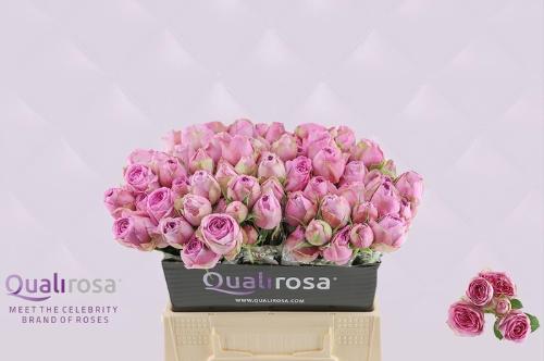 Rosa tros Lavender Lace