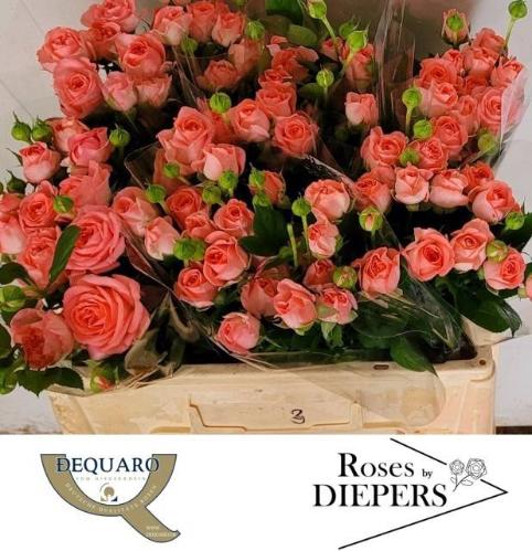 Rosa tros Femke