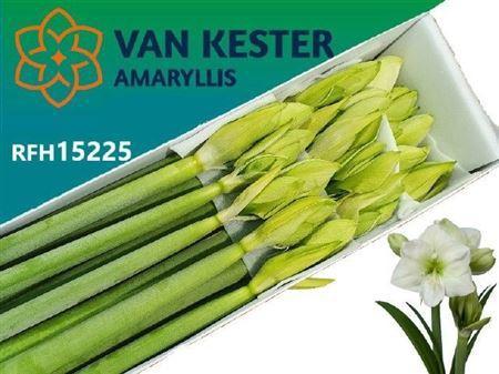 Hippeastrum Galaxy Grp 'White Sensation'