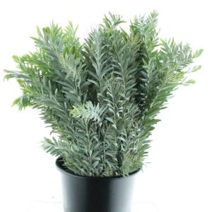 Acacia baileyana bloeiend per bos 'Purpurea'Dealbata Grp