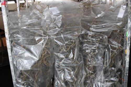 Corylus avellana 'Contorta'