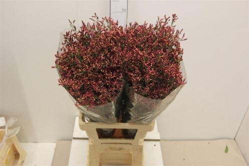 Limonium sinensis Scarlet Diamond