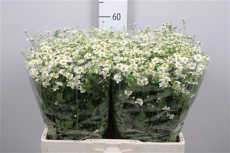 Tanacetum parthenium 'Single Vegmo'