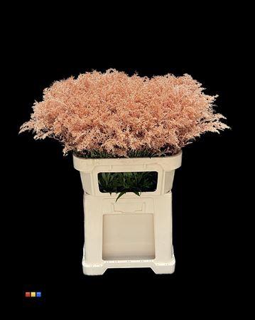 Solidago kleurbehandeld H%