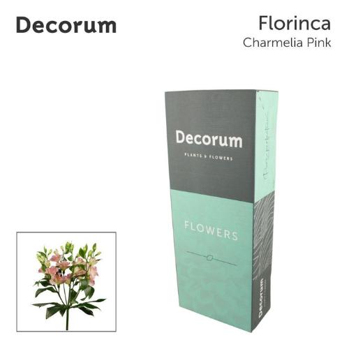 Alstroemeria Charmelia