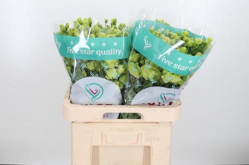 Eustoma russellianum gevuldbloemig 'Rosanne Emerald'