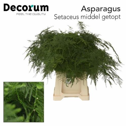 Asparagus setaceus overig