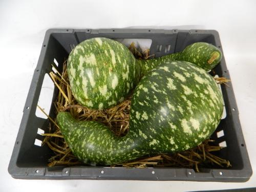 Cucurbita
