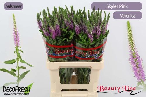Veronica longifolia Skyler Pink