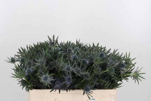 Eryngium Orion Questar