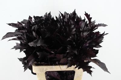 Quercus rubra kleurbehandeld H%