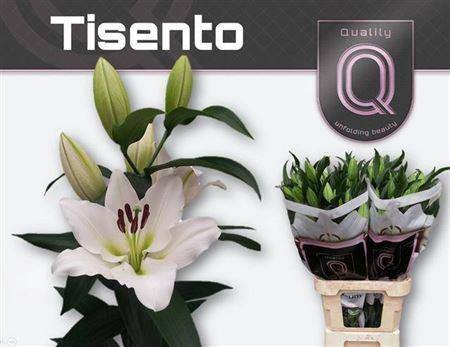 Lilium Oriental x Trumpet Grp 'Tisento'
