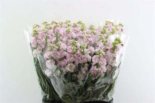 Matthiola incana overig