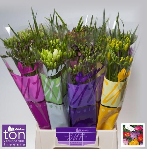 Freesia enkelbloemig gemengd