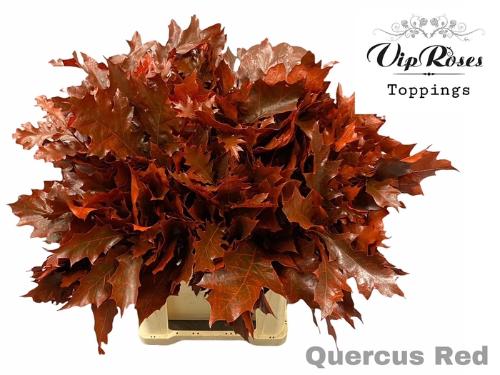 quercus overig kleurbehandeld H%