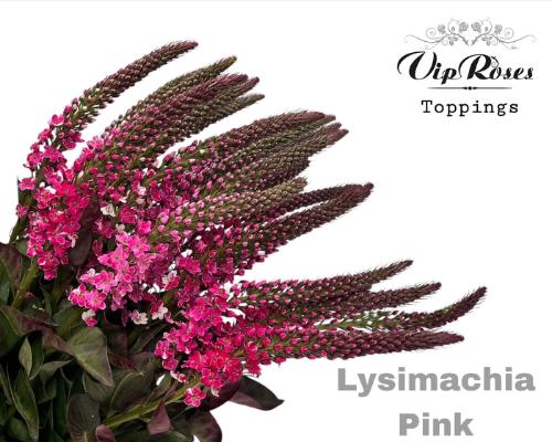 Lysimachia 'Elisabeth'