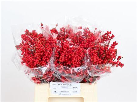 Ilex verticillata per bos