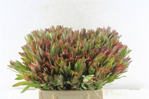 Leucadendron overig