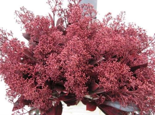 Skimmia per bos overig kleurbehandeld H%