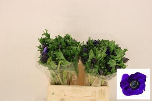 Anemone coronaria 'Mistral Plus Dark Blue'