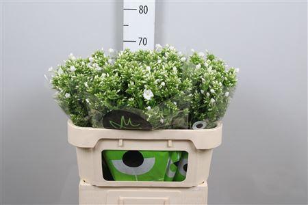 Phlox Paniculata Grp Icecap