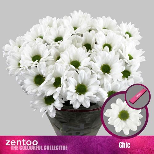 Chrysanthemum Indicum Grp tros Chic